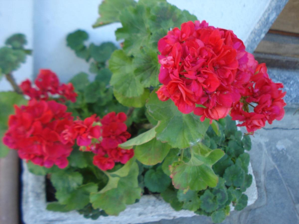 Casa T Bed And Breakfast & Home Restaurant Di Tacchino Simone Tagliolo Monferrato 외부 사진